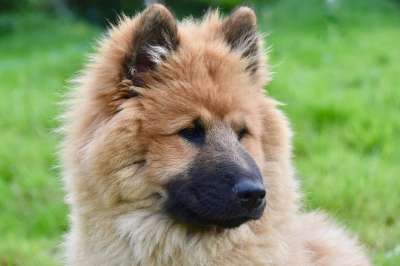 狗 母狗 Eurasier女 动物 肖像狗Eurasier
