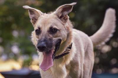 狗 宠物 动物 犬类 家犬 哺乳动物 动物世界 肖像