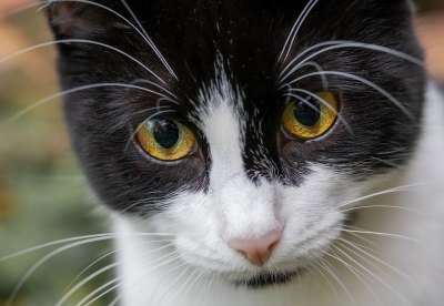 猫 黑色的 白色的 猫眼 家畜 眼睛 肖像 猫脸 晶须 看法