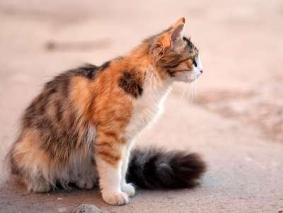 那只猫 猫似的 有色 动物 看 美丽