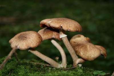 蜂蜜木耳 蘑菇 真菌学 蜜环菌 森林 苔藓 菌类