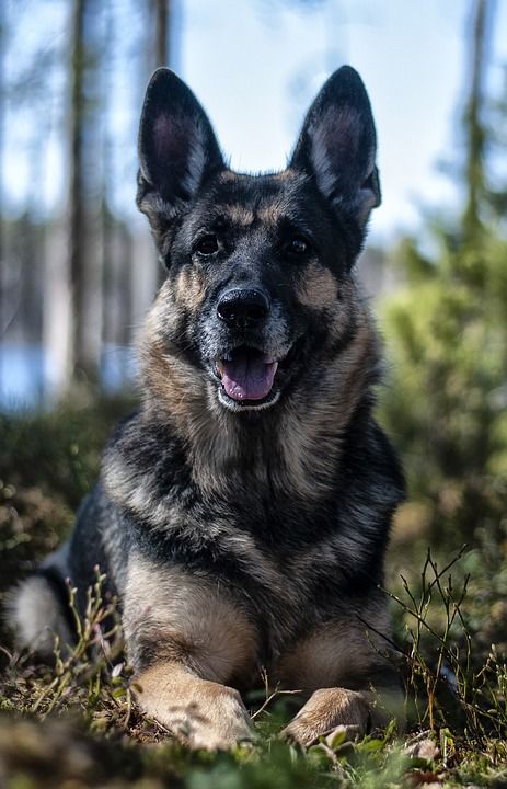 狗 德国牧羊犬 森林 牧羊犬