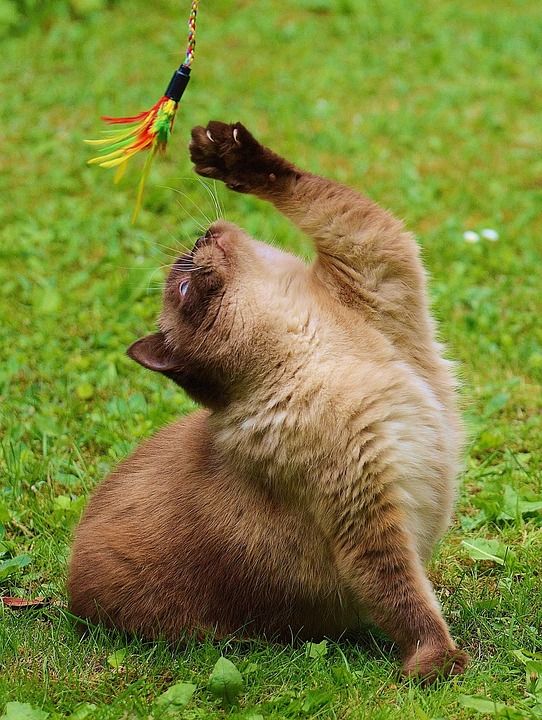 猫 英国短毛猫 玩 纯种 亲爱的 毛皮 棕色的 浅褐色的 可爱的