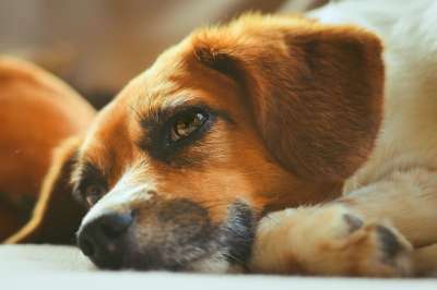 狗 宠物 动物 头 国内的 犬类 哺乳动物 困 可爱的