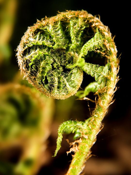 花 蕨菜 蕨类 绿色 自然 刀刃 树叶 特写 花园 工厂