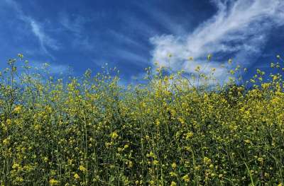 花 野花 芥末 自然 远足 洛杉矶 加利福尼亚州 目睹 户外