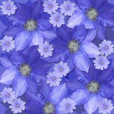 花朵 剪贴簿背景 铁线莲 菊苣 紫色的 花的