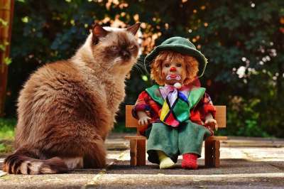 木偶 小丑 伤心 银行 猫 英国短毛猫 种族 可爱的 坐