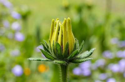 花 开花 黄色 春天 夏花 详细信息 关闭 植物 宏