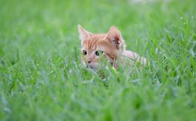 猫 小的 红色的 小猫 婴儿 草 头 可爱的 打猎 脸 家猫