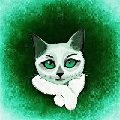 猫 动物 乐趣 家猫