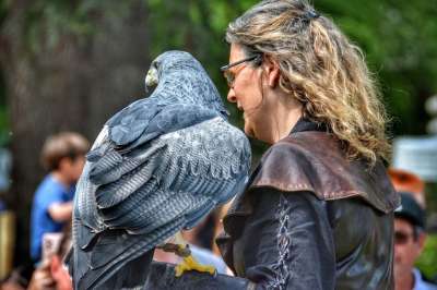 鹰 鸟 Falconer 猛禽 展览 城堡 中世纪 历史的