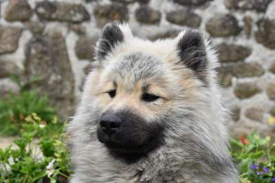 狗 狗Eurasier 年轻的狗 狗的奥拉夫-蓝色 伴侣 吉祥物