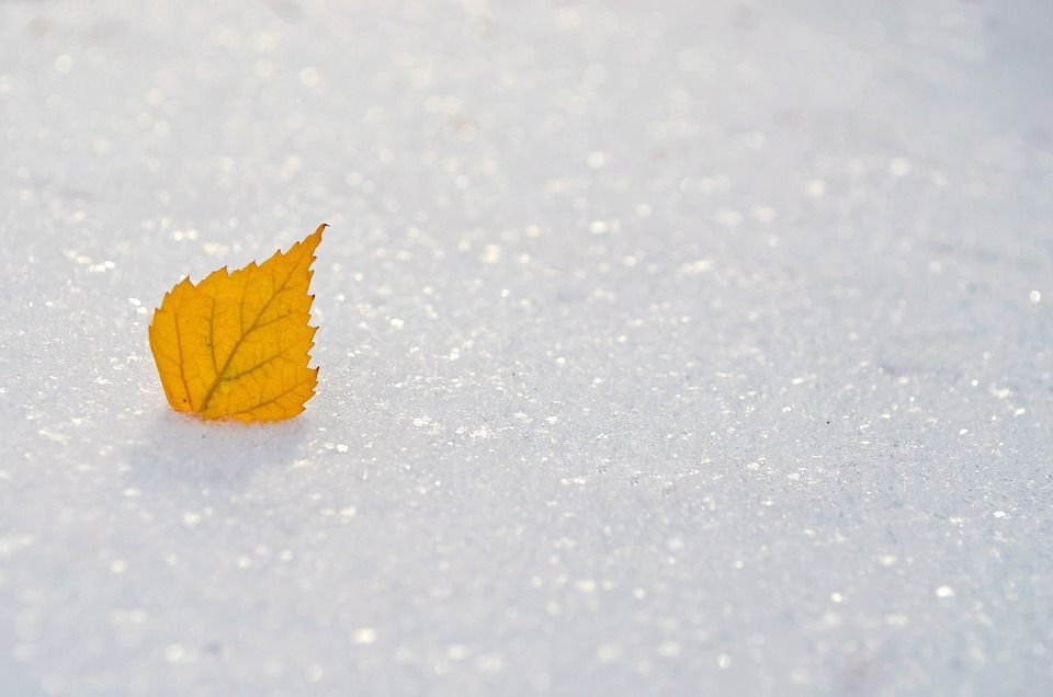 大自然壁纸, 自然壁纸, 高清壁纸, 黄色, 叶子, 雪, 季节, 冬天, 冻结