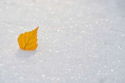 大自然壁纸 自然壁纸 高清壁纸 黄色 叶子 雪 季节 冬天 冻结