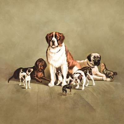 小狗 宠物 动物 犬科动物 可爱的