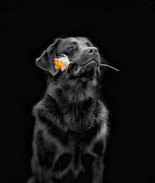 狗 花 拉布拉多犬