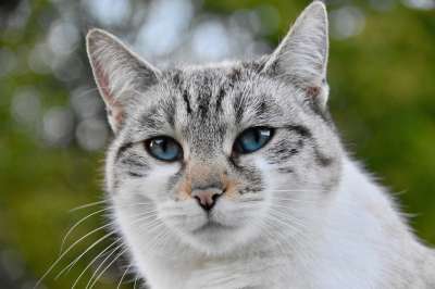 猫 阴云 猫科动物 动物 肖像猫 蓝眼睛的猫 猫咪 哺乳动物