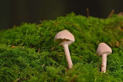 蘑菇 苔藓 森林 森林地面 小蘑菇 自然