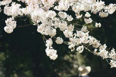 樱花 花朵 春天 盛开 自然 日本 开花 树 枝杈 粉彩