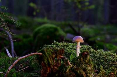 蘑菇 小蘑菇 森林 树桩 苔藓 森林地面 宏