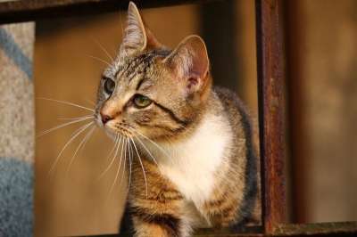 猫 小猫 鲭鱼 虎猫 家猫 年轻的猫