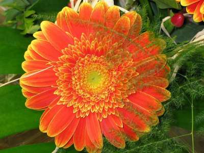 母亲节快乐 开花 非洲菊 花 植物 自然 盛开 一束花朵 橙色的