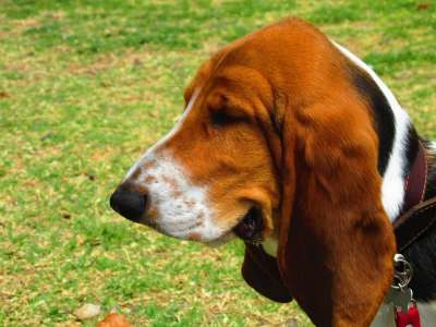巴吉度猎犬 狗 吉祥物