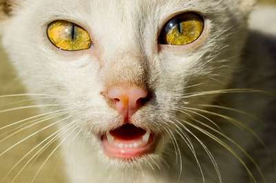 猫 猫脸 猫的眼睛 动物 宠物 黄色 眼睛 可爱猫咪