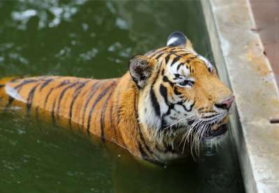 老虎 动物 大猫 哺乳动物 豹 野生动物 动物群 水 动物园