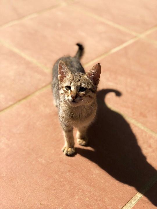 猫 动物 小的 小猫 好奇的 可爱的 野生动物 看法 老虎 头