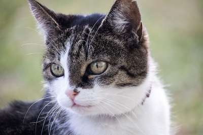 猫 家猫 动物 野生动物 哺乳动物 鲭鱼 肖像 猫脸
