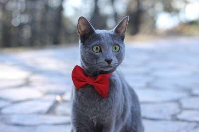 猫 宠物 领结 蓝色的 俄语 蓝色的宠物