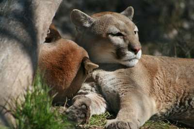 哺乳动物 野生动物 动物 自然 猫 狮子 荒野 食肉动物 毛皮