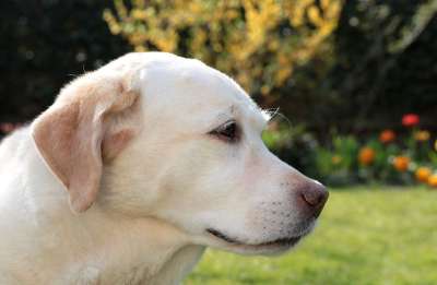 拉布拉多犬 宠物 犬类 狗 动物 户外 后院 花园
