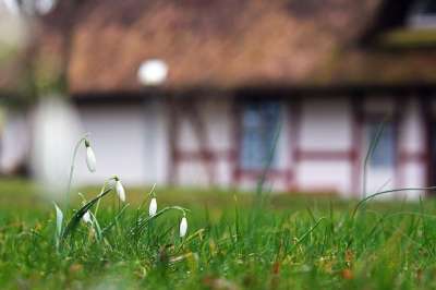 雪花莲 花朵 草地 植物 盛开 开花 春天 春天的花朵 春天开始