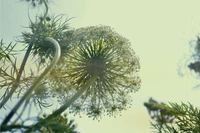 印度尼西亚的工厂 胡萝卜花 叶子 花 花园 植物 绿色 优质的