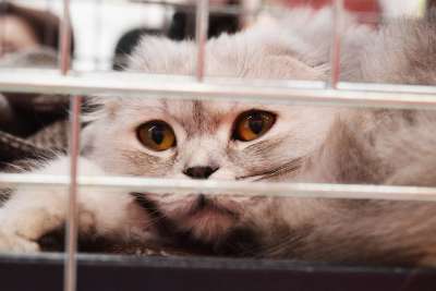 庇护猫 笼 通过 无家可归 弃 伤心 酒吧 眼睛 关 可爱的
