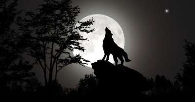 狼 嚎叫 夜晚 满月 森林 夜间 幻想 月光 天空 狼人