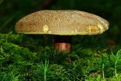 红脚牛肝菌 蘑菇 食用 森林 森林地面 管蘑菇 苔藓 蘑菇采摘者