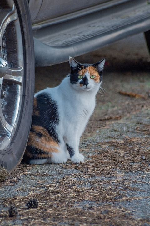 猫 寒冷的 老虎 冬天 雪 二月 危险的 动物 猎豹 豹