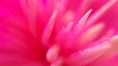 花 自然 植物群 精美的 颜色 明亮的 夏天 花园 花瓣 特写