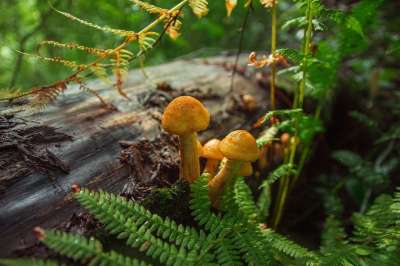 森林 蘑菇 蜂蜜蘑菇 自然 郊区 树 苔藓