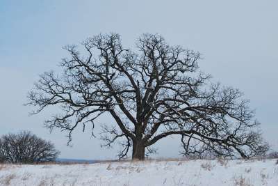 橡树 冬天 雪 树 橡木 轮廓