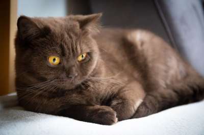 猫 英国 短发 家猫 毛皮 棕色的 家畜 动物 野生动物 猫脸