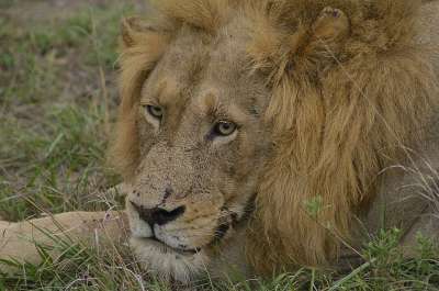 狮子 野生动物 苹果浏览器 动物 猫 自然 非洲 食肉动物 男性