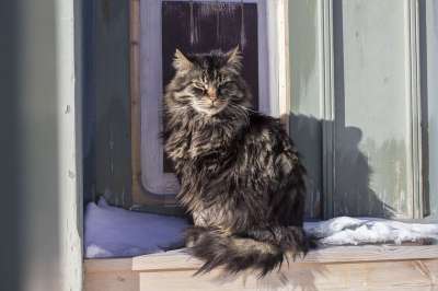 猫 寒冷的 冬天 动物 宠物 猫科动物 毛皮 冰 雪 灰猫