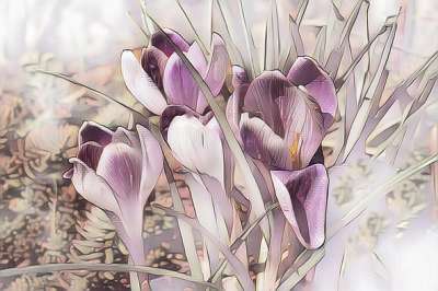 番红花 数字绘画 野生 春天 粉彩 开花 植物