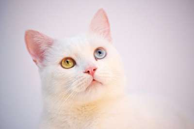 猫 白色的 安哥拉 土耳其 咖啡店 房间 可爱的 动物 宠物
