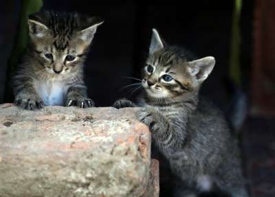 那只猫 小的 猫似的 俏皮 可爱的 动物 国内